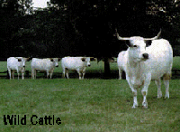 Chillingham Wild Cattle